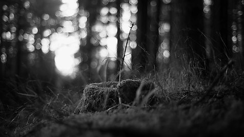 Image of session A floresta das almas perdidas
